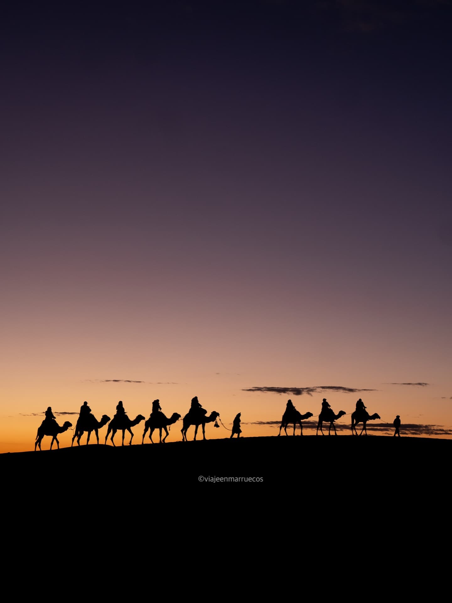 Camellos