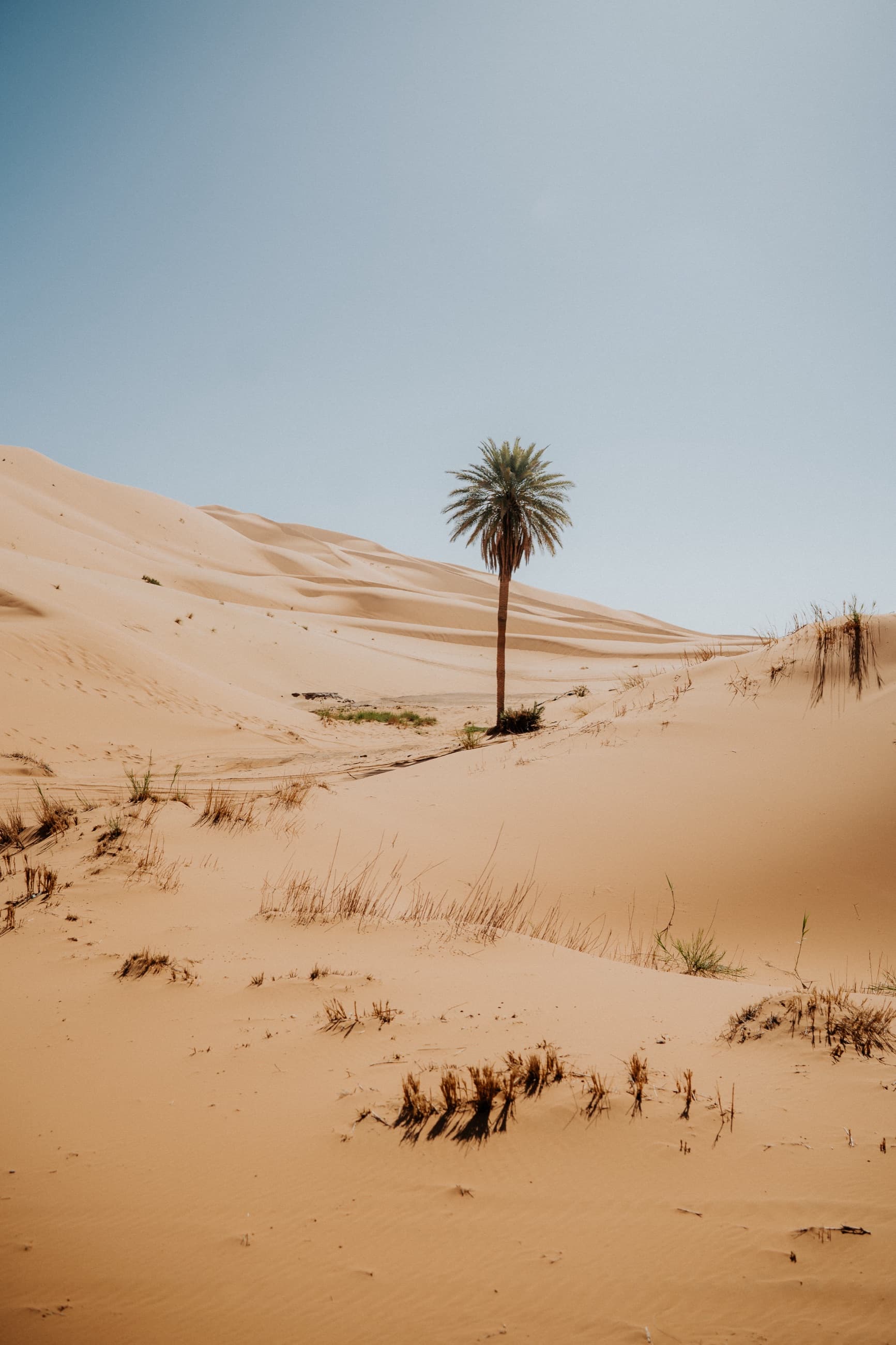 Palmera solitaria entre las dunas del erg Chebbi